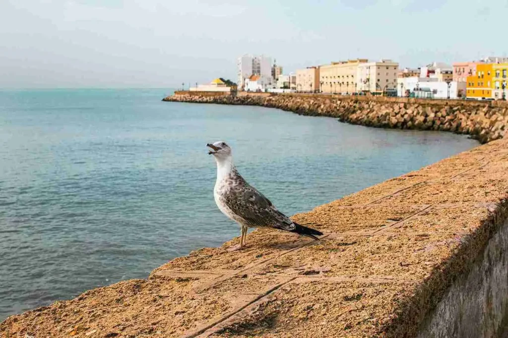 costa-calida-image
