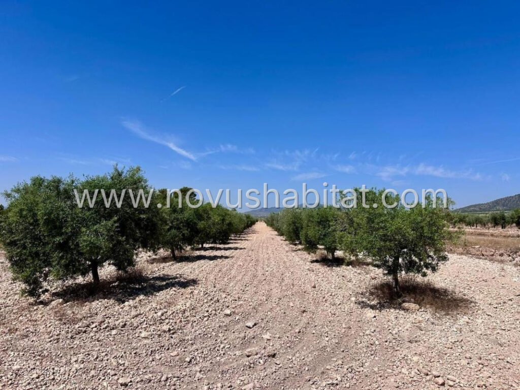 Plot in Monovar - 548496 – foto 3