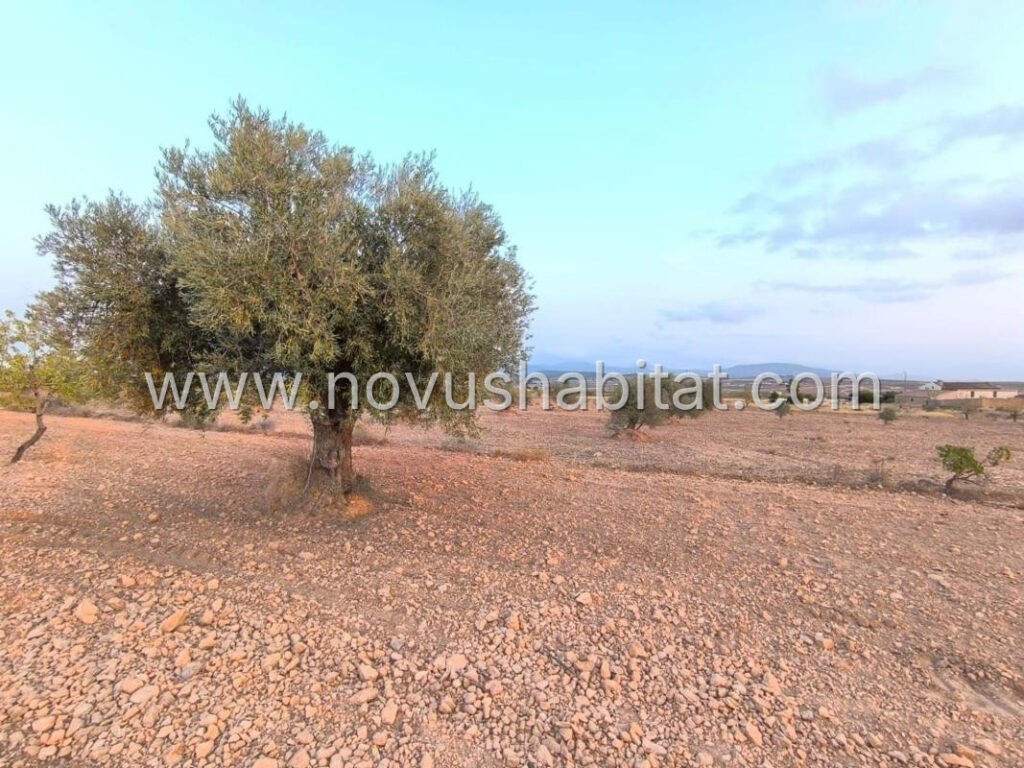 Plot in Pinoso - 595080 – foto 5
