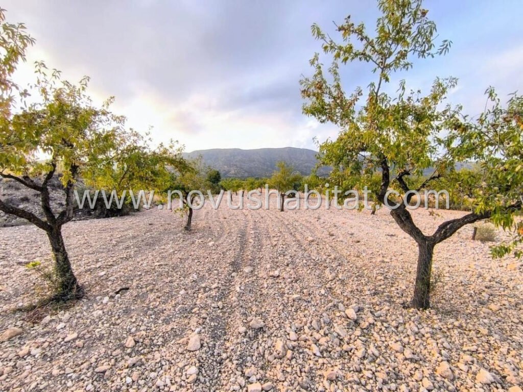Plot in Pinoso - 595081 – foto 1