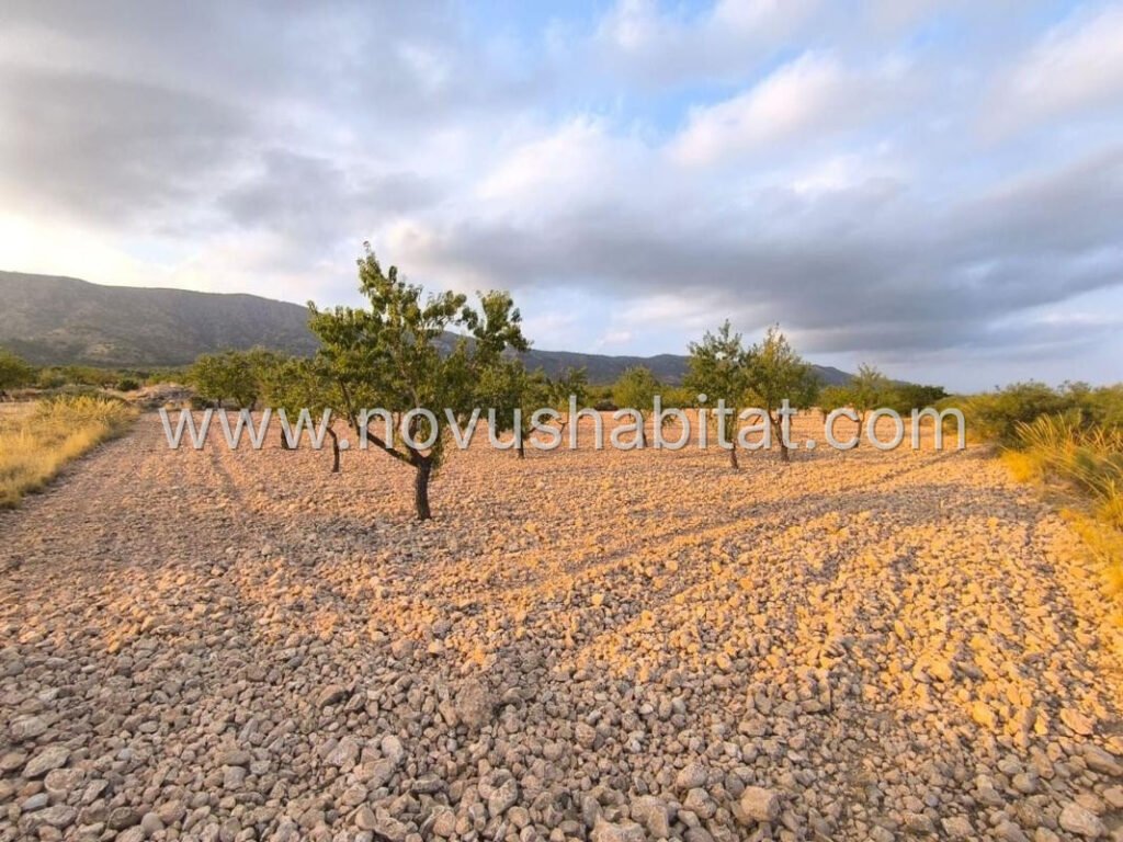 Plot in Pinoso - 595081 – foto 3
