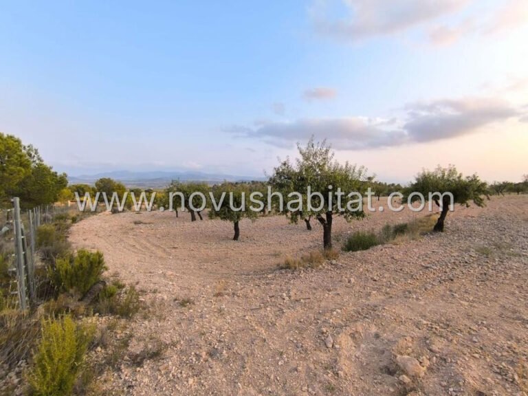 Parcela en Pinoso - 615694 - foto 4