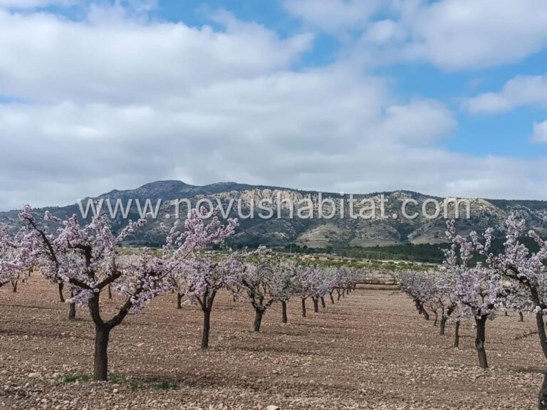 Parcela en Pinoso - 615744