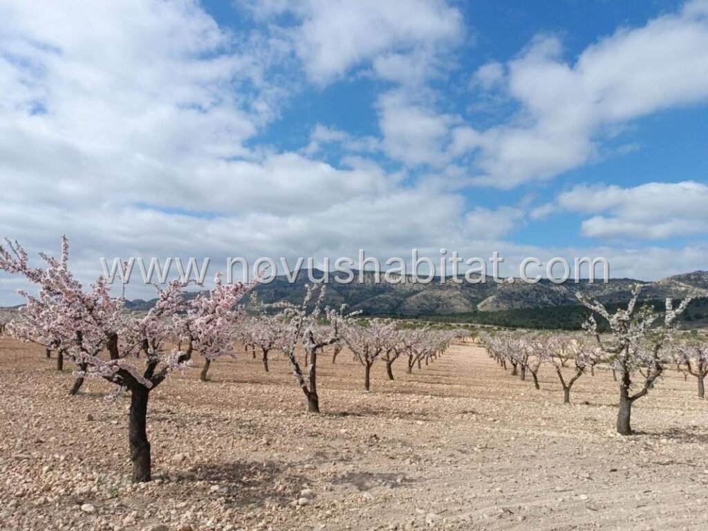 Plot in Pinoso - 615772 – foto 1