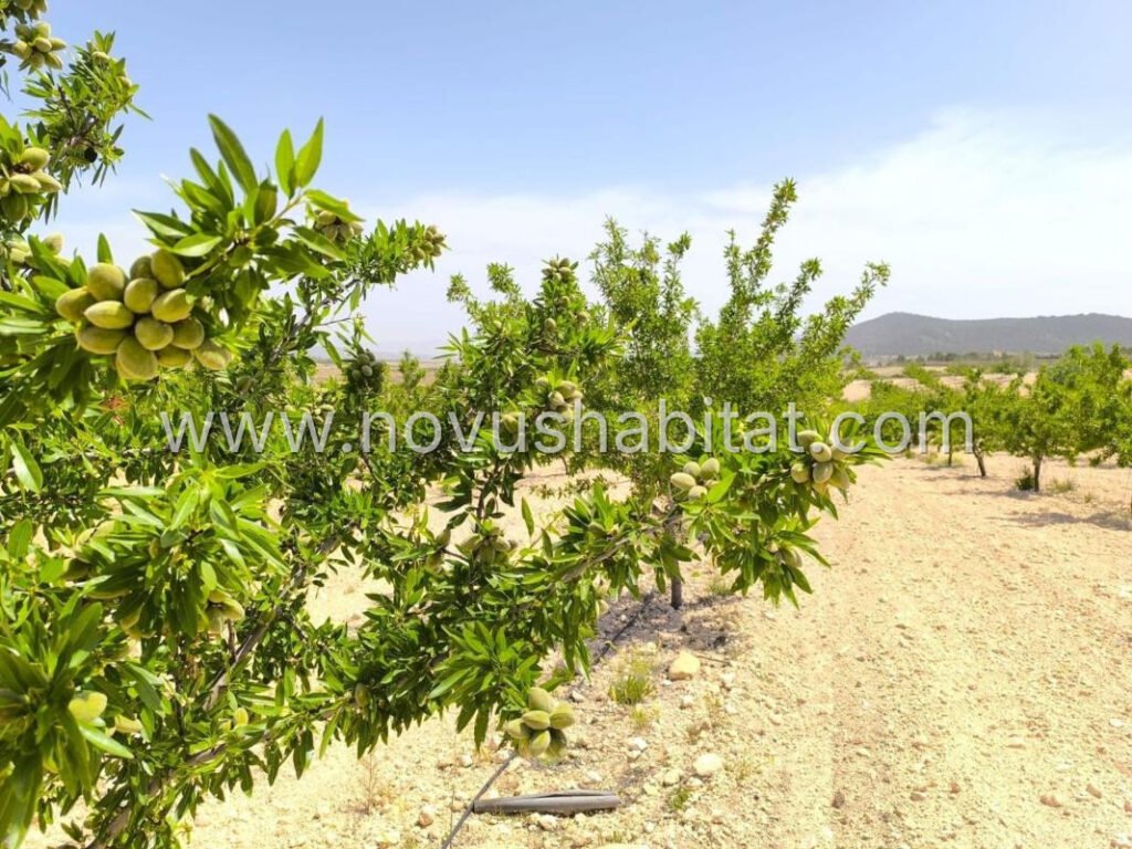 Plot in Pinoso - 616086 – foto 4