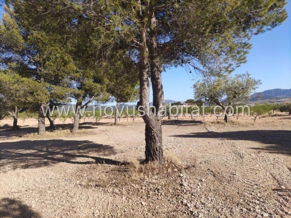Plot in Pinoso - 628581 – foto 1