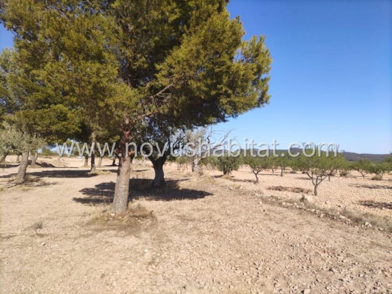 Parcela en Pinoso - 628581 - foto 5